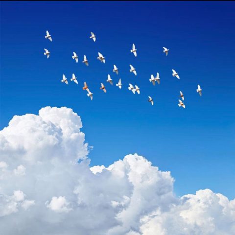 آهنگ فریبرز سلیمی خون ارغوانها